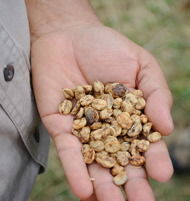 Tips Before You Start Anaerobic Coffee Roasting