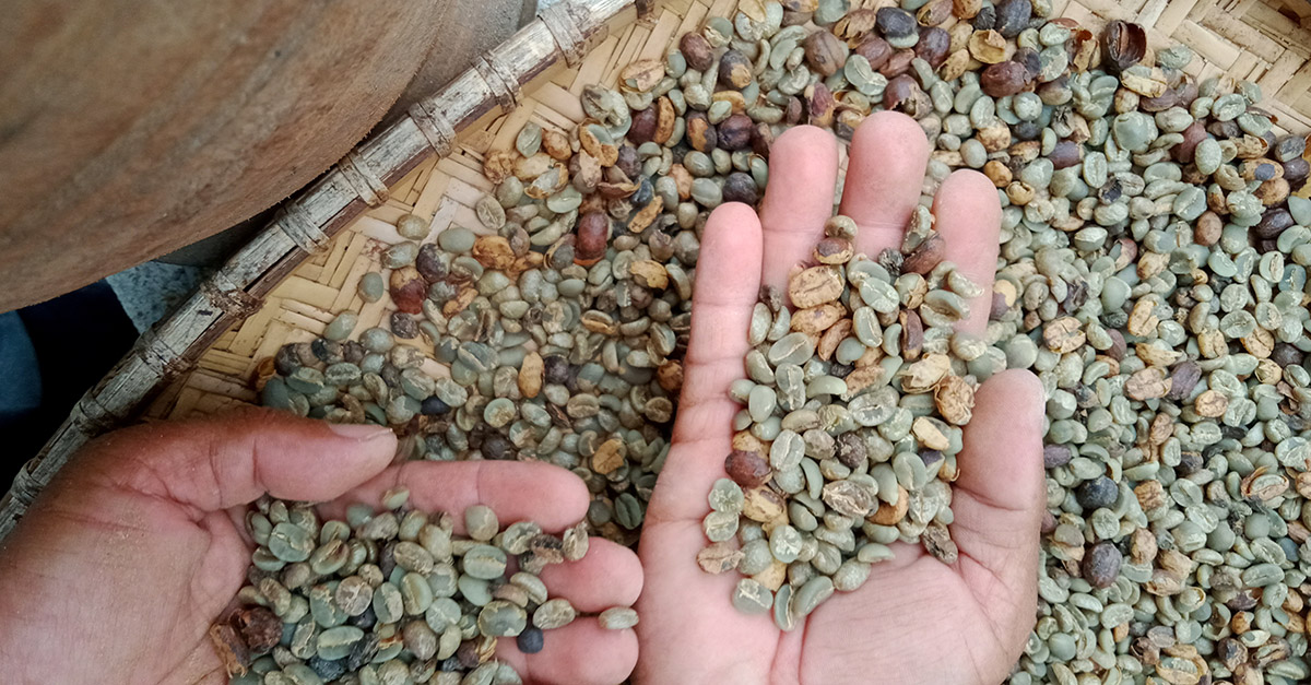 Selection of Beans  of Anaerobic Coffee