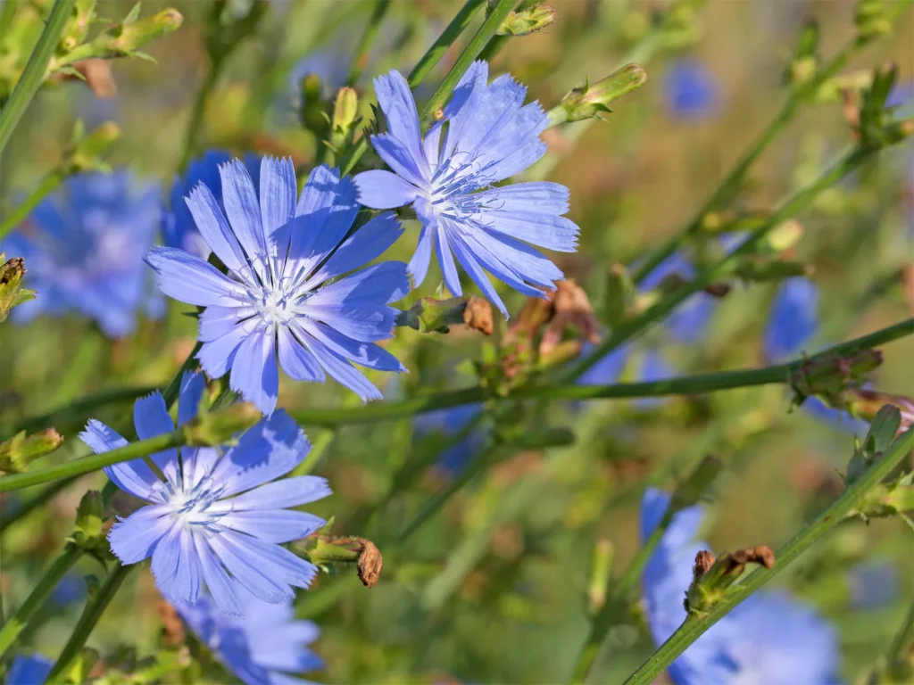 How to Mix Chicory with Coffee